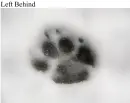 Left Behind