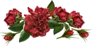 beautiful roses