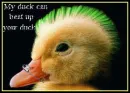 my duck can beat up your duck.