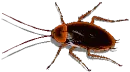 barata