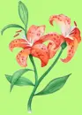 flor
