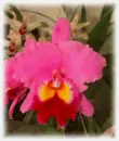 orquÃ­dea