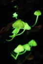 green mushroom
