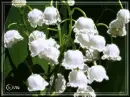 Beautiful lilies of the valley 