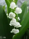 Beautiful lilies of the valley 