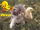 Bren