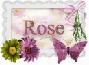Rose