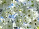 seamless flower spring background