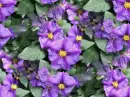 seamless glitter purple flowers easter spring background