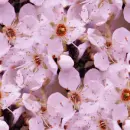 seamless glitter pink flowers easter spring background