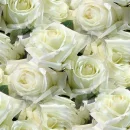 seamless white flowers easter spring background