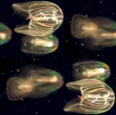 Jelly Fish Background