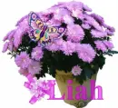 Liah