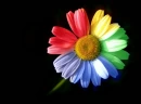 Rainbow Daisy