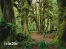 Rain Forrest