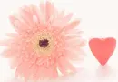 DAISY HEART