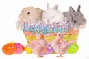 Happy Easter
