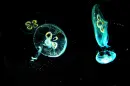 jellyfishh