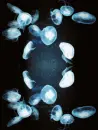 Jelly Fish Background