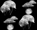 Jelly Fish Background
