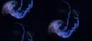 Jelly Fish Background