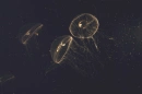 Jelly Fish Background