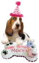 HAPPY BIRTHDAY Mocha