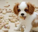 cute dog