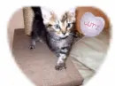hizi