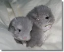 Chinchillas Rule!~