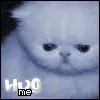 kitten