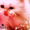 kitten