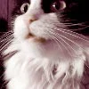 katty