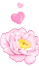 mini rose
