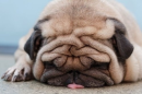 dog sleeping