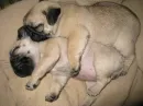 dog sleeping