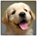 puppy
