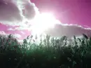 a beautiful place