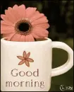 Good morning