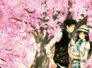 sakura cuple