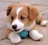 cute puppy