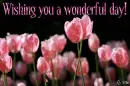 Wishing you a wonderful day!