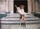 dog and cat