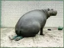 hippo