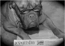 dog reading