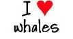 i <3 orcas