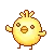 chicken pet
