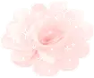 PINK ROSE