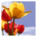 Lovely Tulips