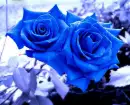 Blue Roses